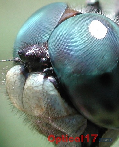 显微镜下苍蝇和蜻蜓的复眼5