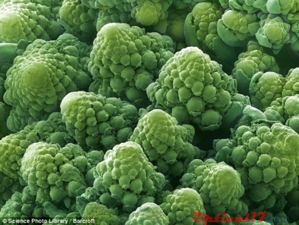 显微镜下的花椰菜