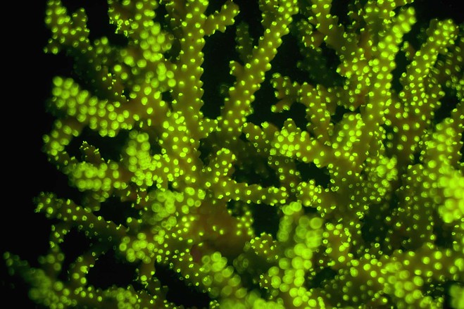 鹿角珊瑚：这些珊瑚中的荧光分子吸收绿光后再发射出波长更长的光。无脊椎动物馆副研究员格鲁伯(David Gruber)使用生物荧光成像技术拍摄珊瑚的微距图片，这是他有关荧光蛋白功能和分布研究的一部分。在生物医学研究中，一些荧光蛋白已被改造成重要的研究工具。