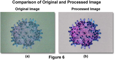 奥林巴斯显微镜，数字图像处理的推荐策略