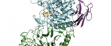 细菌酶制造新型生物相容性、可生物降解的聚合物
