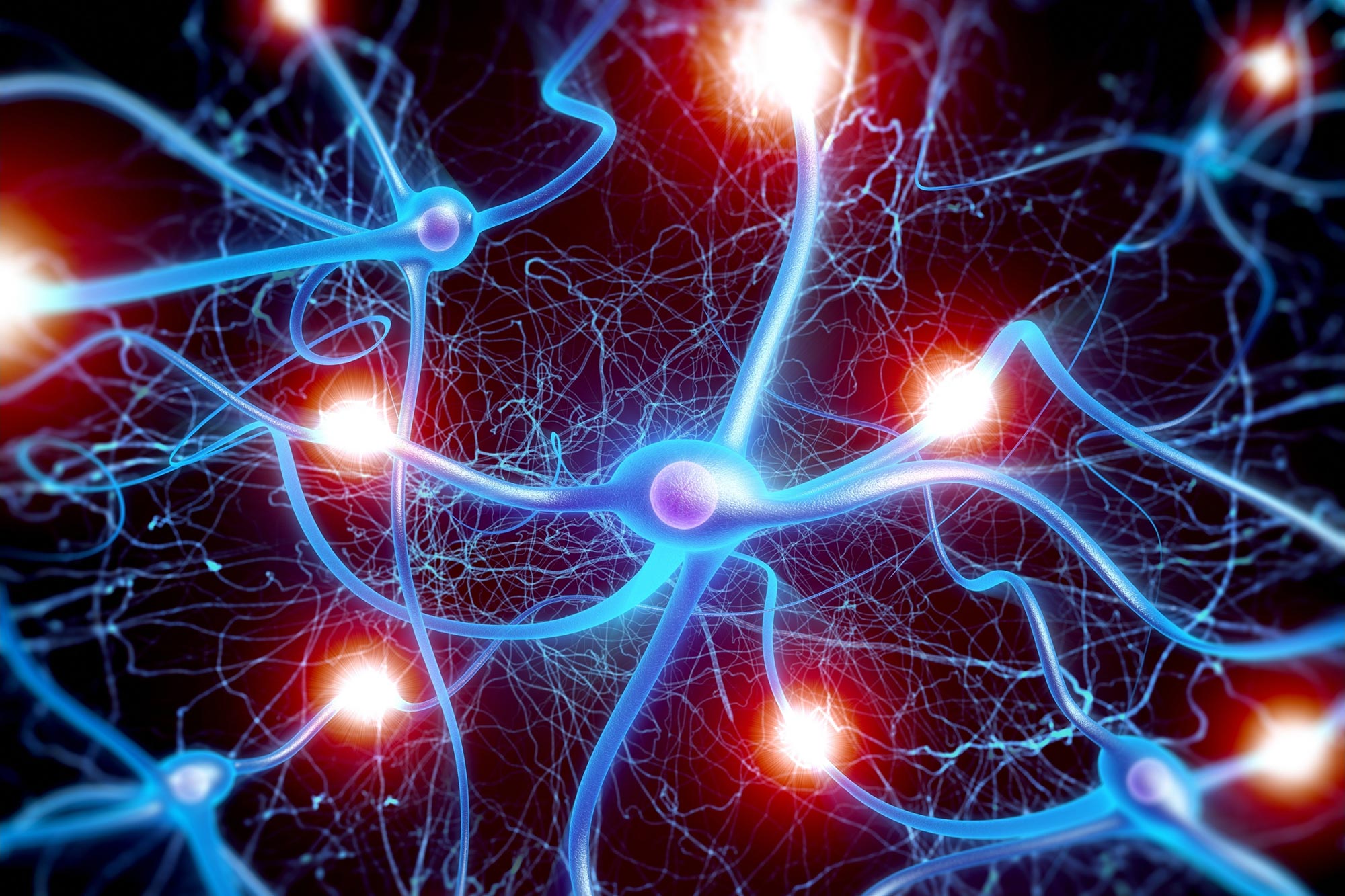 神经元细胞图