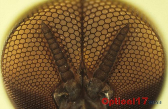 显微镜下昆虫的眼睛