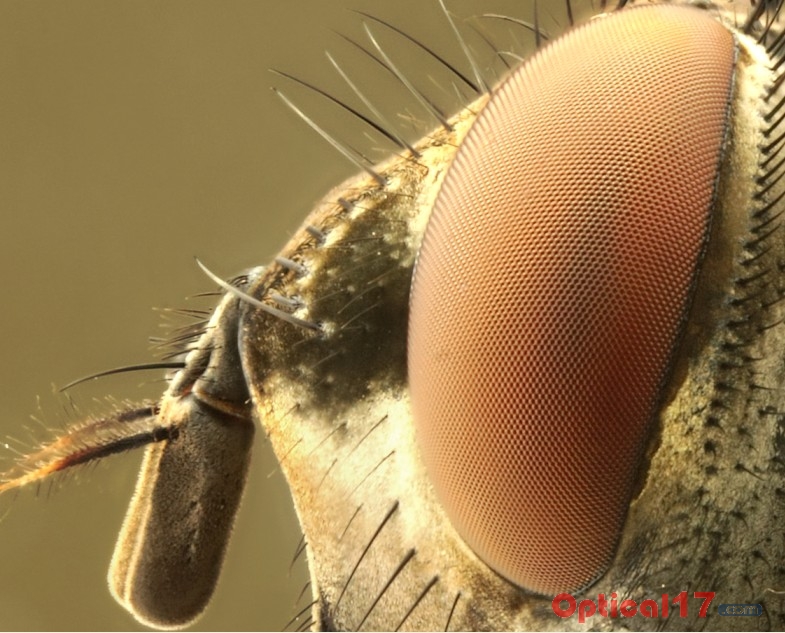 显微镜下苍蝇和蜻蜓的复眼1