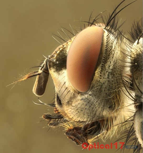 显微镜下苍蝇和蜻蜓的复眼2
