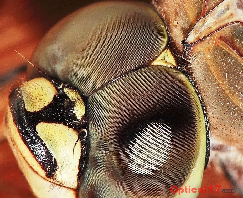 显微镜下苍蝇和蜻蜓的复眼3