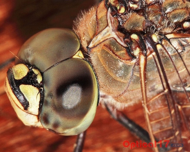显微镜下苍蝇和蜻蜓的复眼4