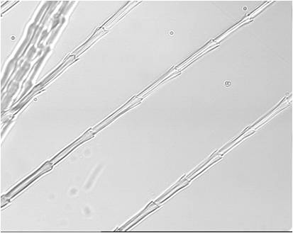 羽绒和羽绒纤维显微镜照片

