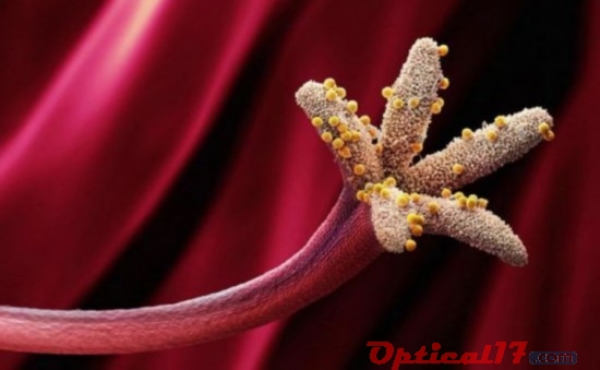 海星状雄蕊的红黄色花粉