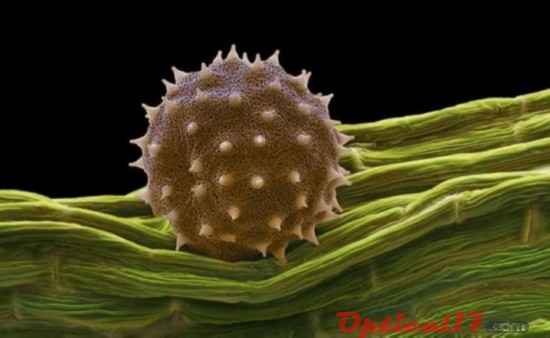 冬葵花的花粉，其颗粒的直径在0.015毫米至0.1毫米之间——由于太小，肉眼根本看不到