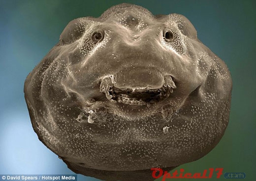 英国科学摄影家大卫•斯皮尔斯用高倍电子显微镜拍摄到的这只蝌蚪，似乎在“微笑”