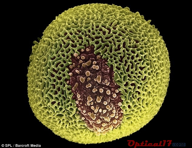 悬铃木花粉