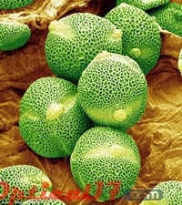 显微镜下花粉颗粒