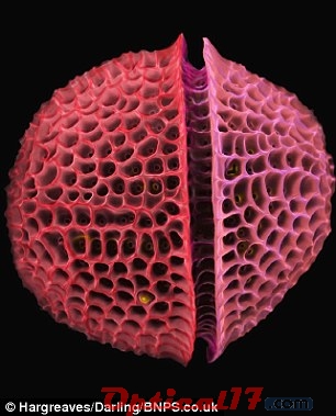 利用电子的粒子束流照亮这个小生物