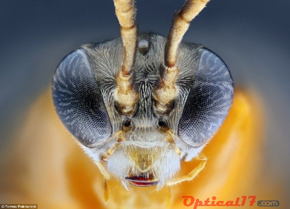 体长仅有2毫米的一种黄蜂