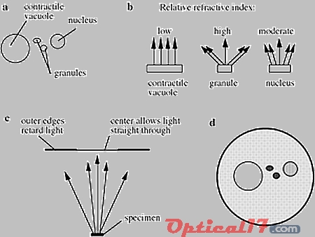 相差显微镜简述
