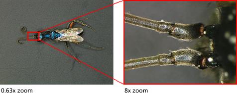 尼康体视显微镜SMZ1270/1270i