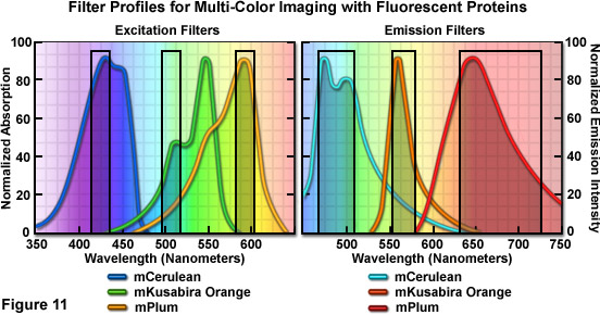 奥林巴斯显微镜荧光蛋白的颜色调色板