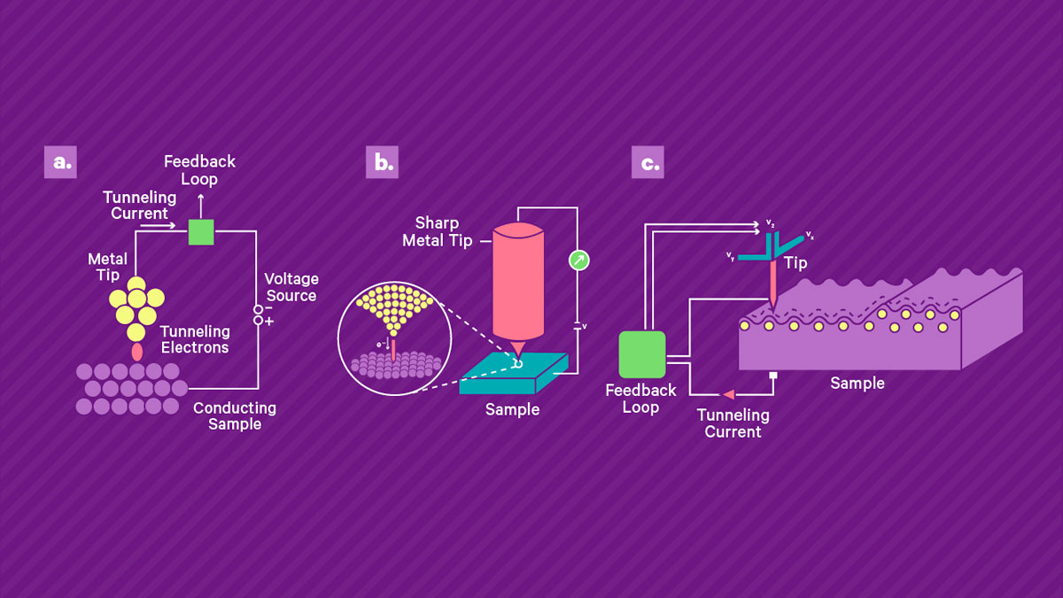 扫描隧道显微镜的工作原理。 a) 将锋利的导电尖端靠近导电样品表面并施加偏置电压，从而产生穿过间隙的小隧道电流。 该电流由高增益放大器读出。 b) 压电扫描系统用于控制尖端与表面的分离并在表面上扫描尖端。 当尖端保持在恒定高度时，电流幅度可用作尖端表面分离的直接测量，从而实现地形成像。 或者，可以使用反馈回路通过改变定位系统的控制电压来保持恒定电流，该控制电压被记录下来并产生样品上的形貌和电子密度的测量值。
