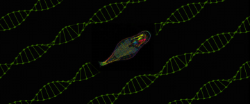 在动物身上发现新的 DNA 修饰系统—这几乎令人难以置信