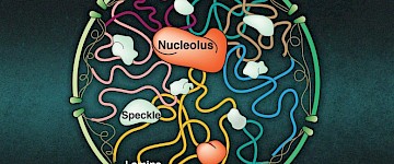 细胞核中的分子簇如何与染色体相互作用