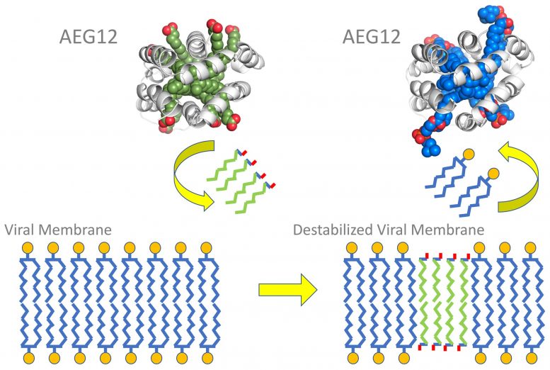 AEG12 与病毒膜的脂质交换