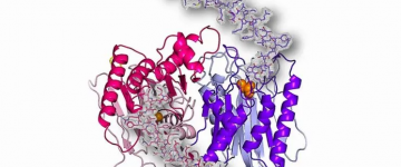 酶结构为新的癌症治疗提供了一条有希望的途径
