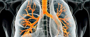 新研究揭示了肺细胞在肺免疫中的作用