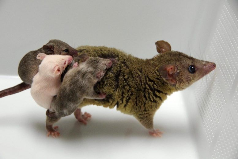 基因工程负鼠