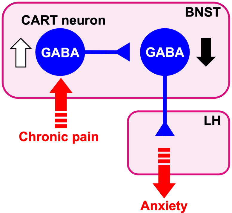 涉及慢性疼痛诱发的适应不良焦虑的神经元回路