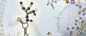 科学家们发现了修饰细胞表面的糖衣RNA分子