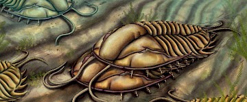 在中寒武纪三叶虫化石件揭示了交配行为的秘密